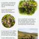 Bedstraw plant